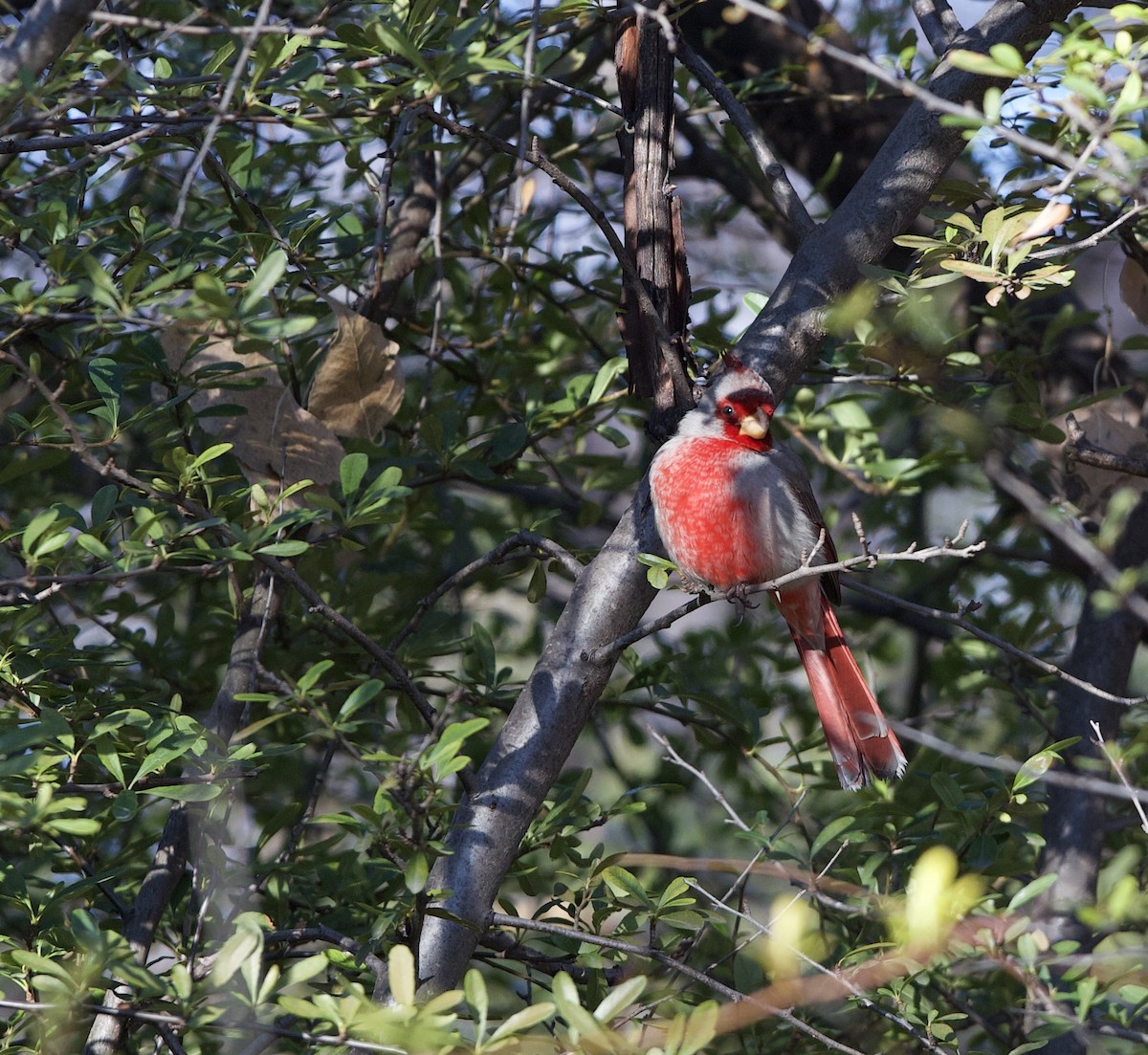 Pyrrhuloxia - ML615519421