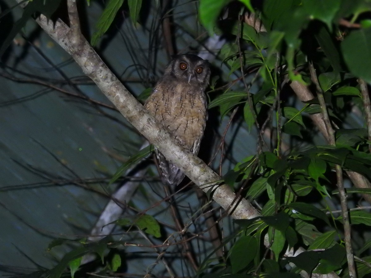 Tawny-bellied Screech-Owl (Austral) - ML615519459