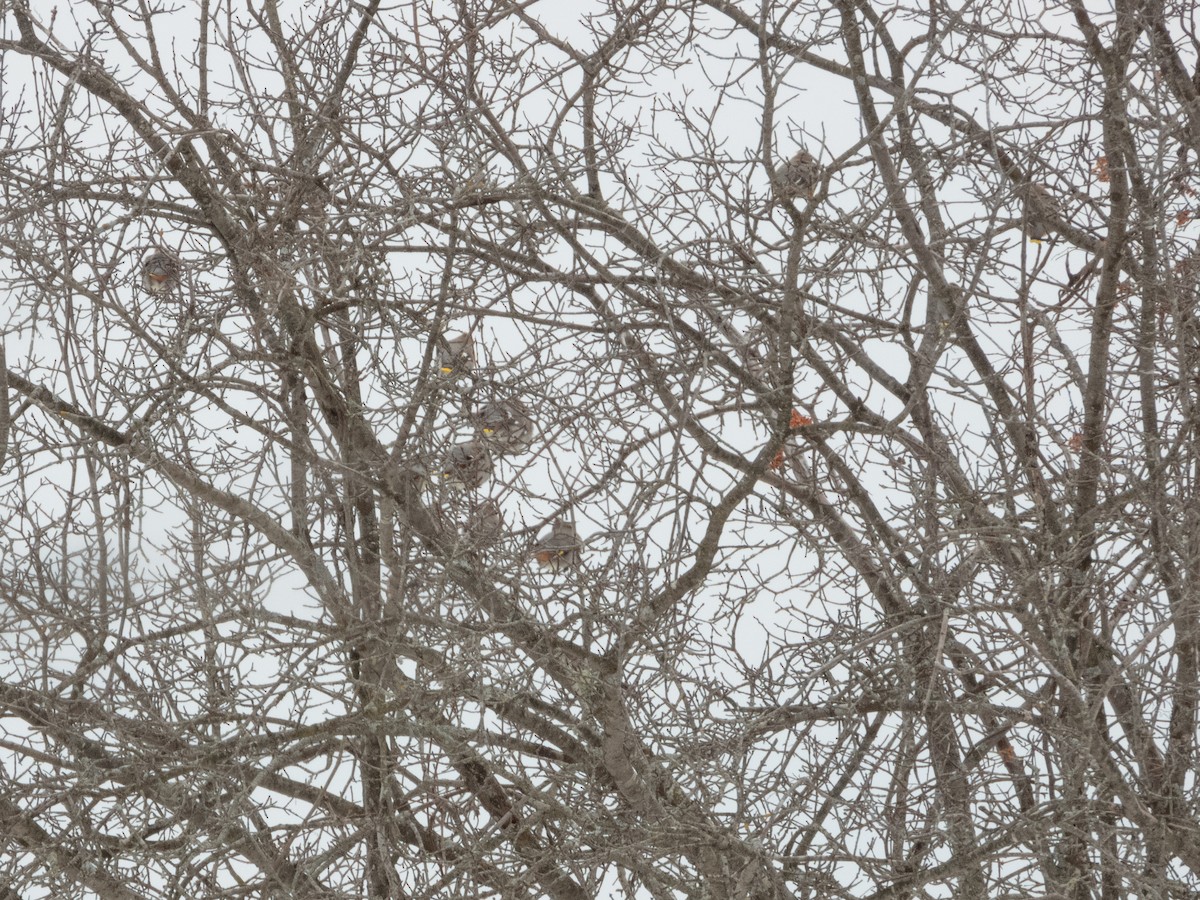 Bohemian Waxwing - ML615519481