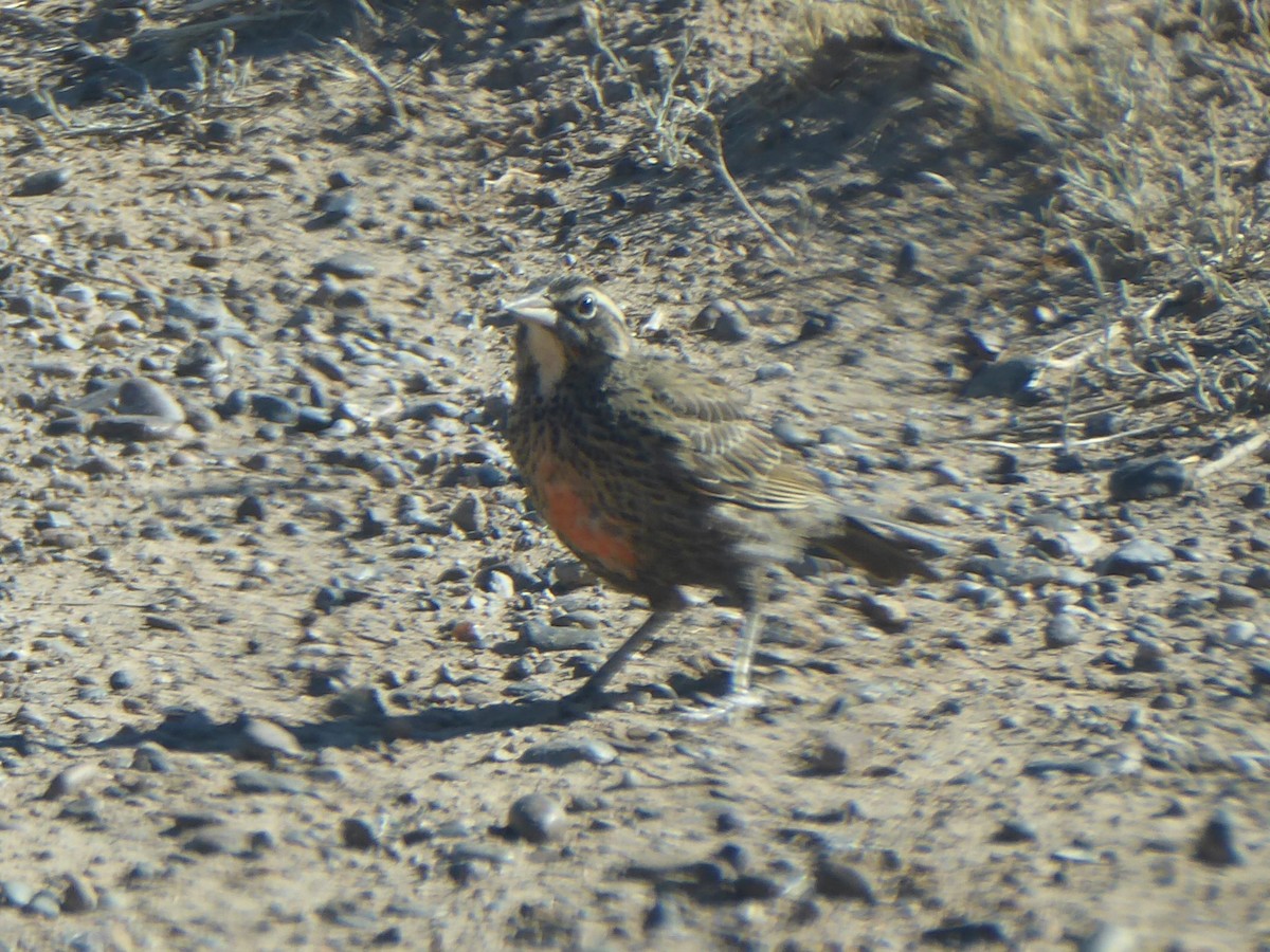 Long-tailed Meadowlark - ML615519556