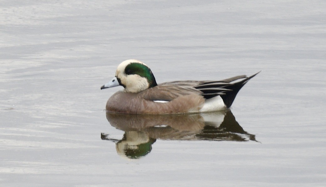 American Wigeon - ML615519565