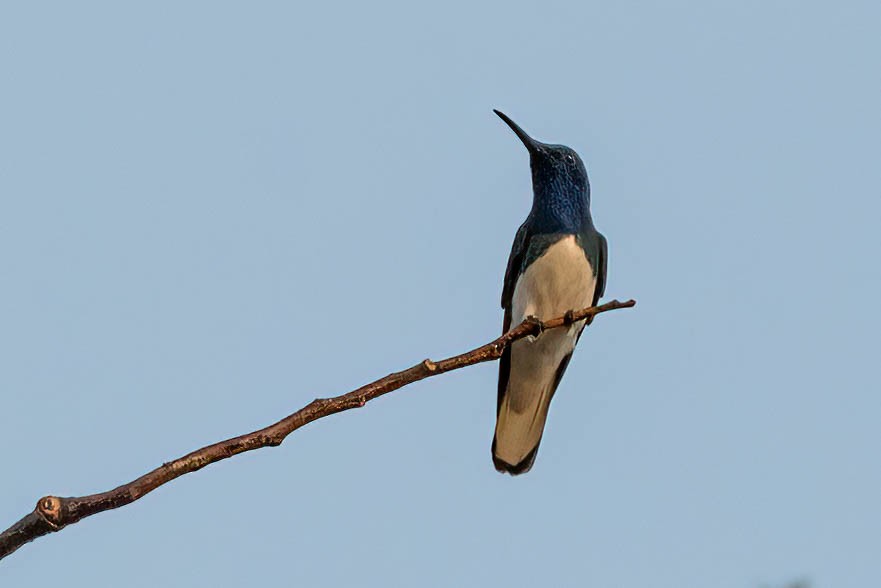 kolibřík bělokrký - ML615519598
