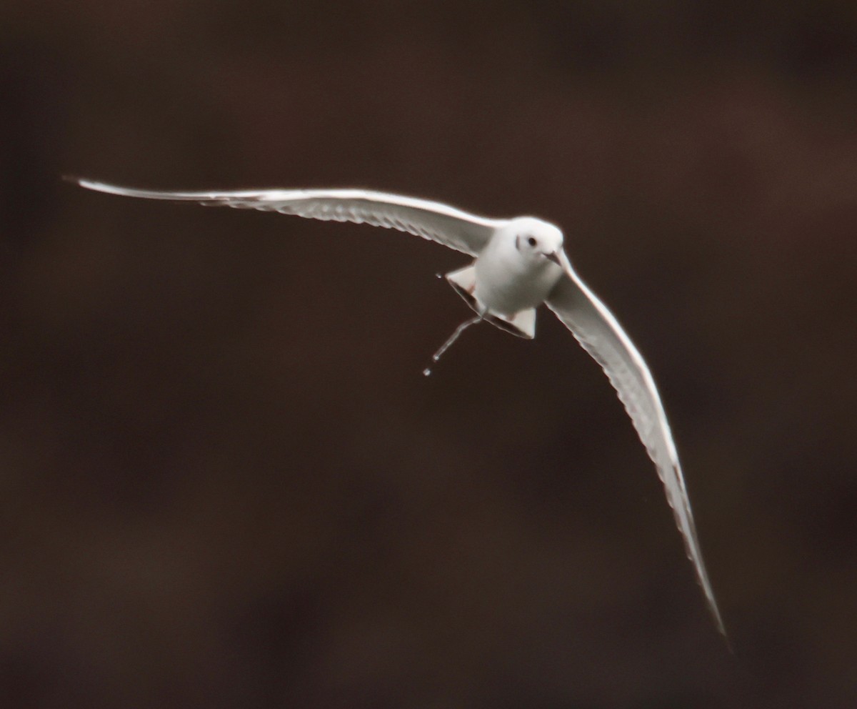 Mouette de Bonaparte - ML615519602