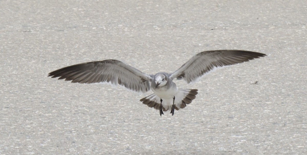 Laughing Gull - ML615519606