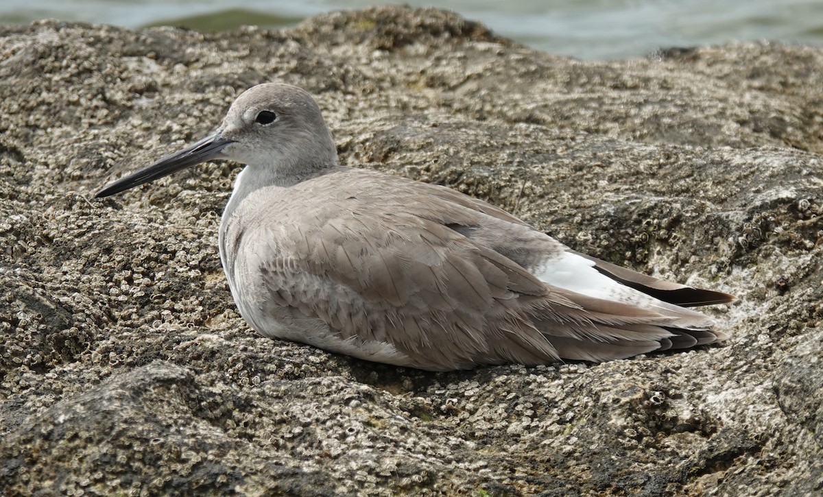 Willet - ML615519607