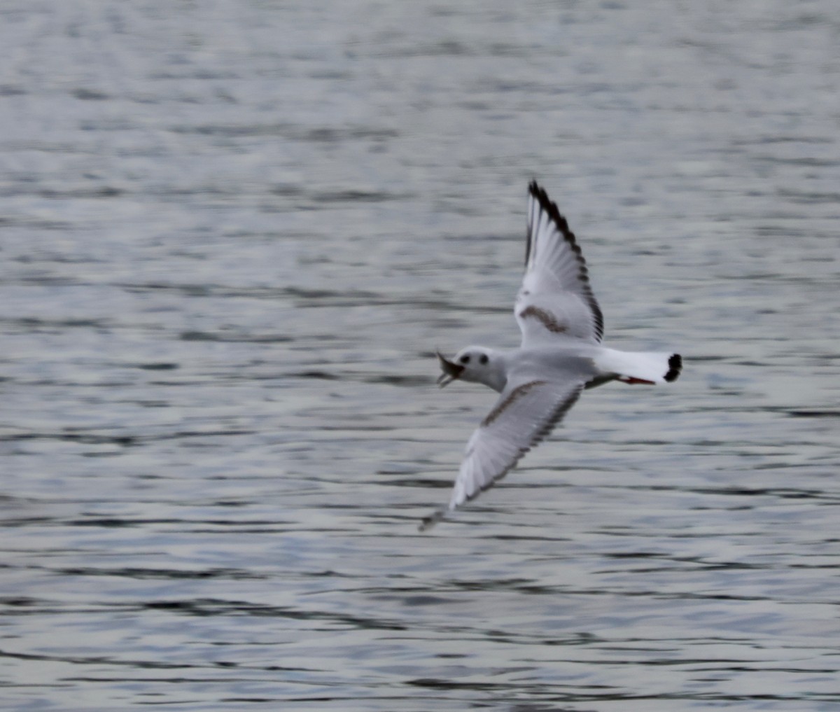 Bonaparte's Gull - ML615519613