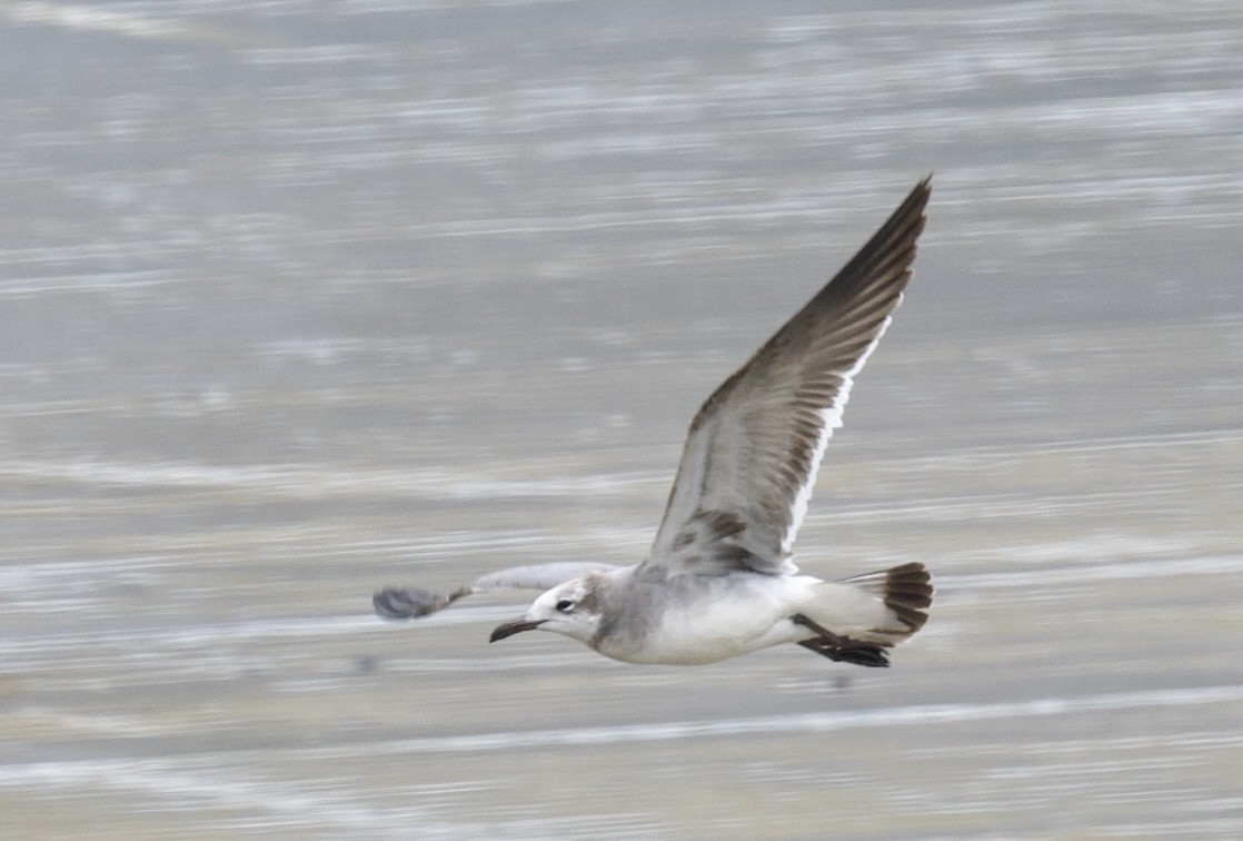 Laughing Gull - william tyrer