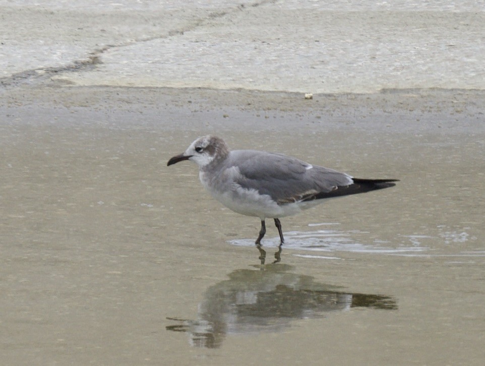 Laughing Gull - ML615519629