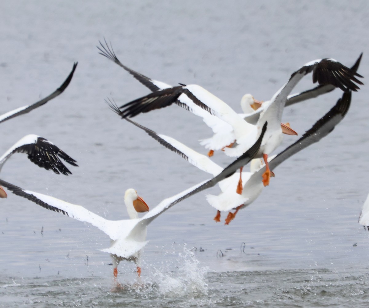 American White Pelican - J.A. Smith