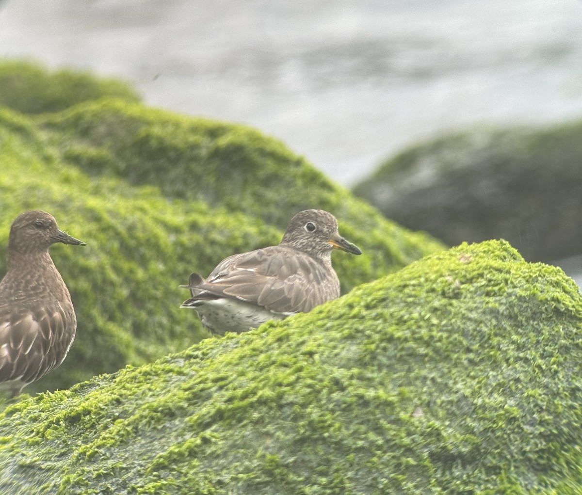 Surfbird - ML615519665