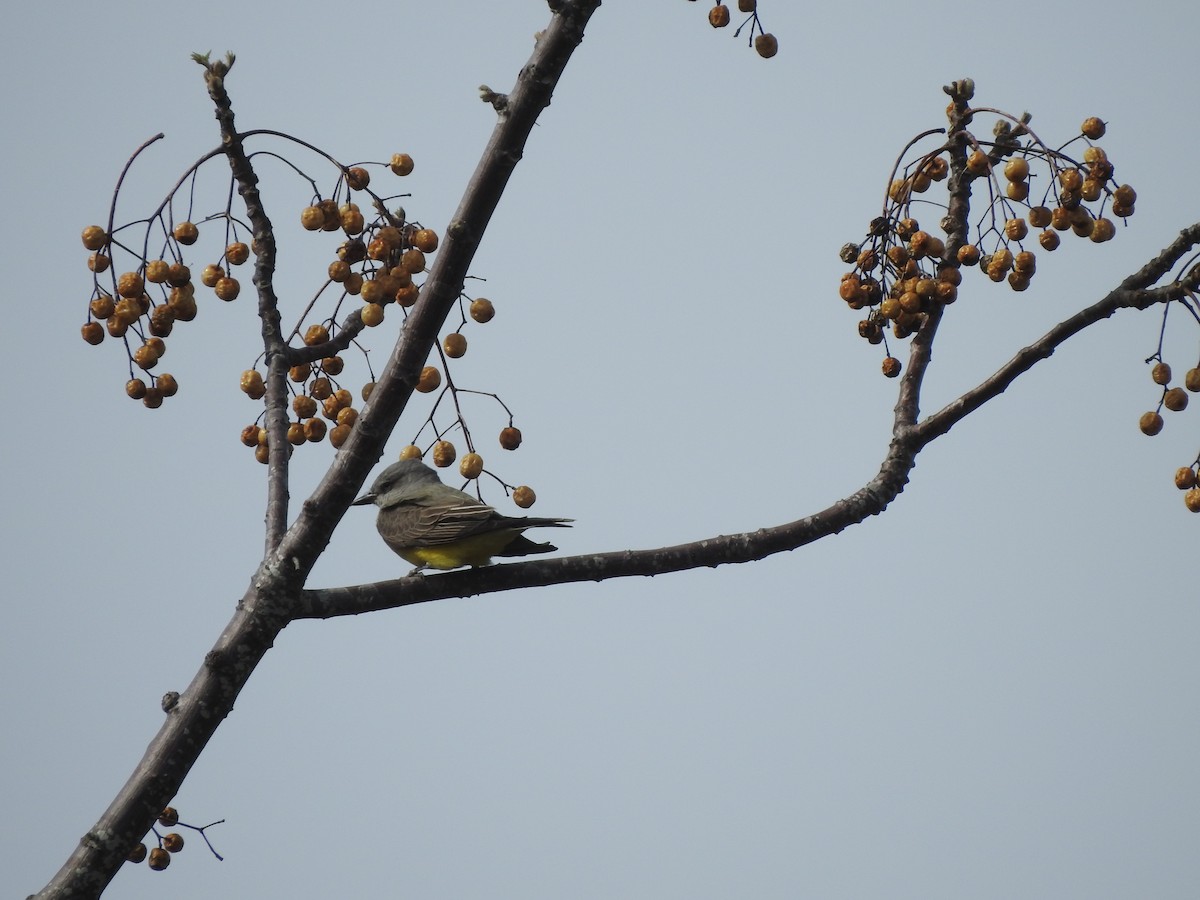 Western Kingbird - Joe Sudomir