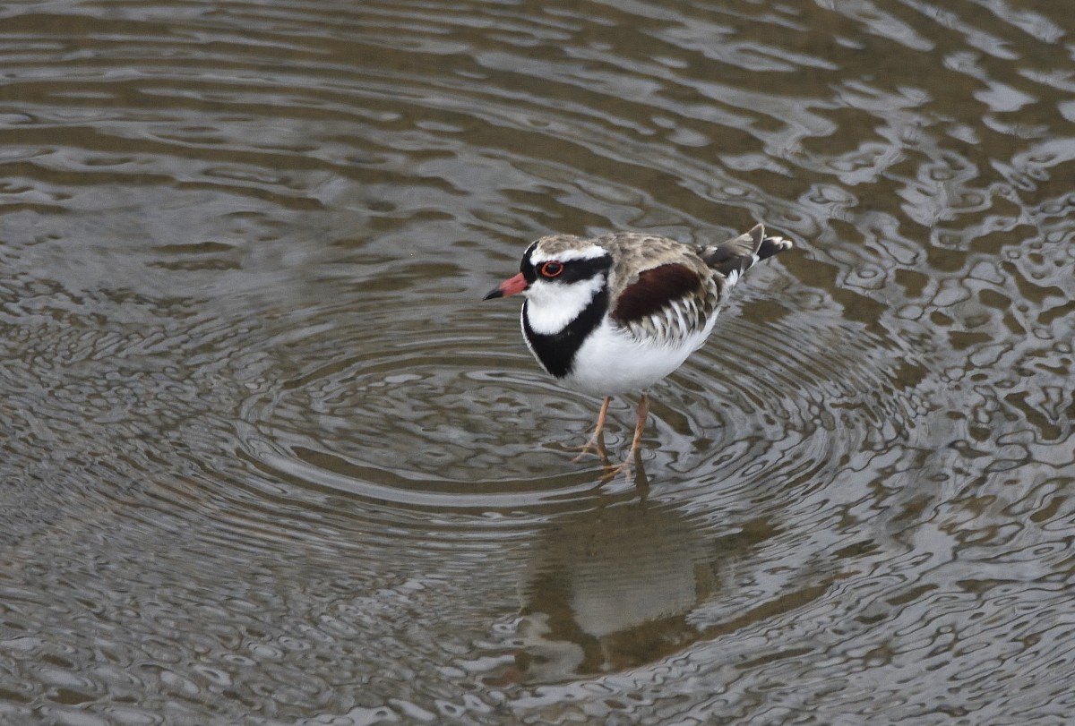 Black-fronted Dotterel - ML615519694