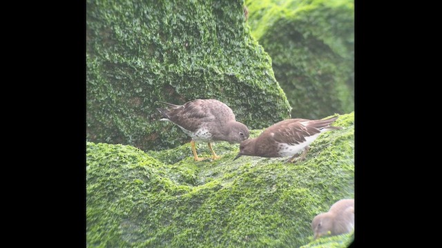 Surfbird - ML615519695