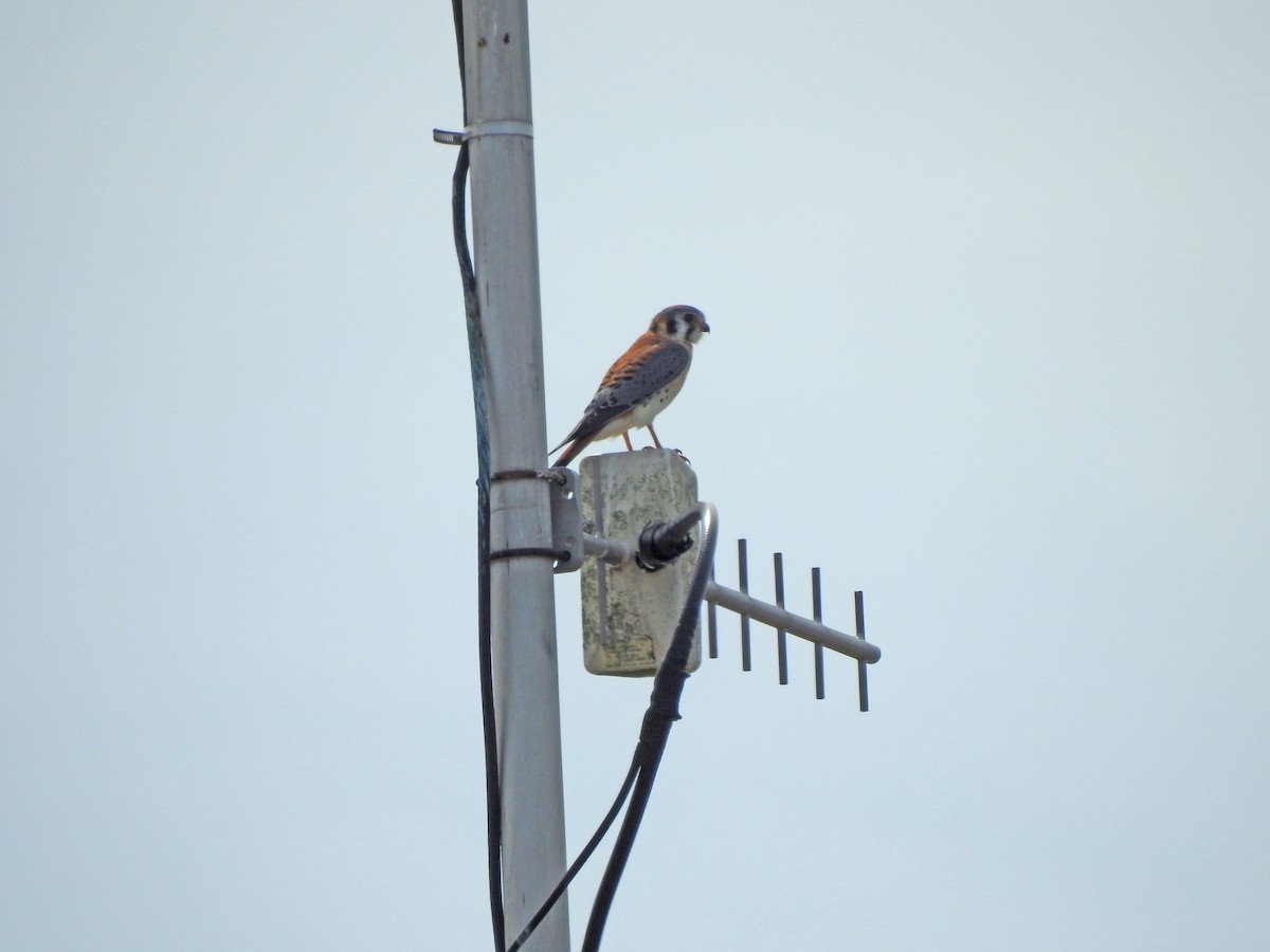 American Kestrel - ML615519697