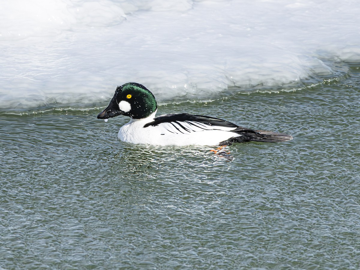 Common Goldeneye - ML615519706