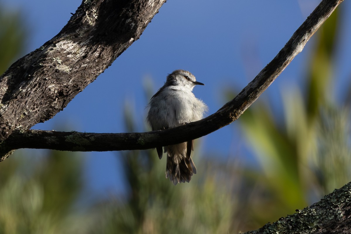 Chatham Islands Gerygone - ML615519713