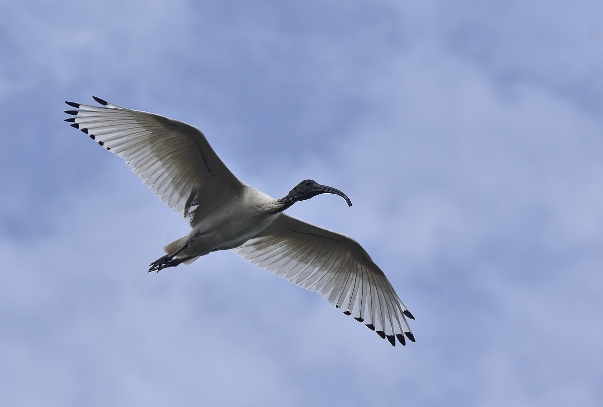 ibis australský - ML615519714