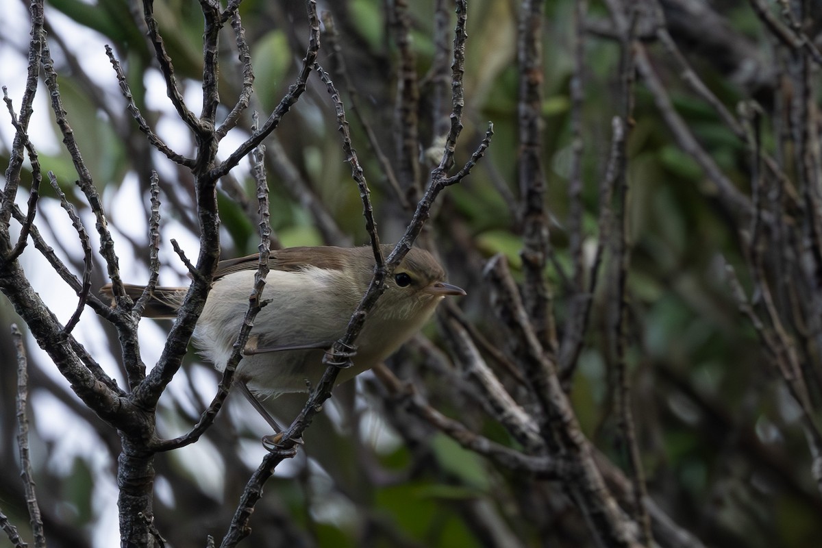 Chatham Island Gerygone - ML615519716