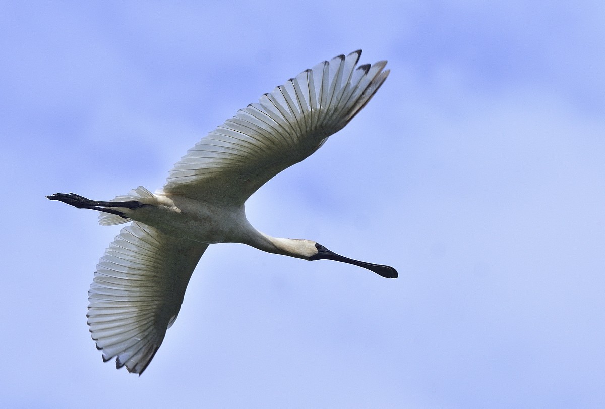 Royal Spoonbill - ML615519717