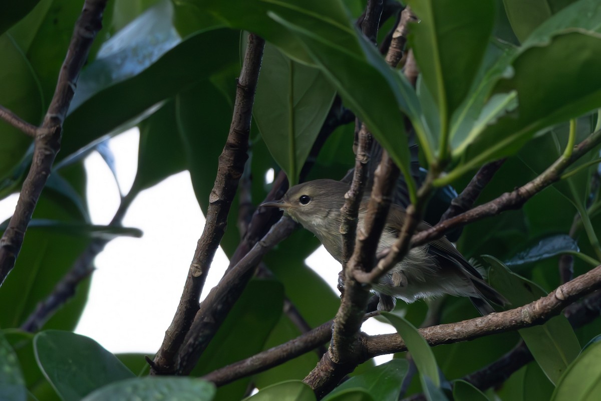 Chatham Island Gerygone - ML615519718