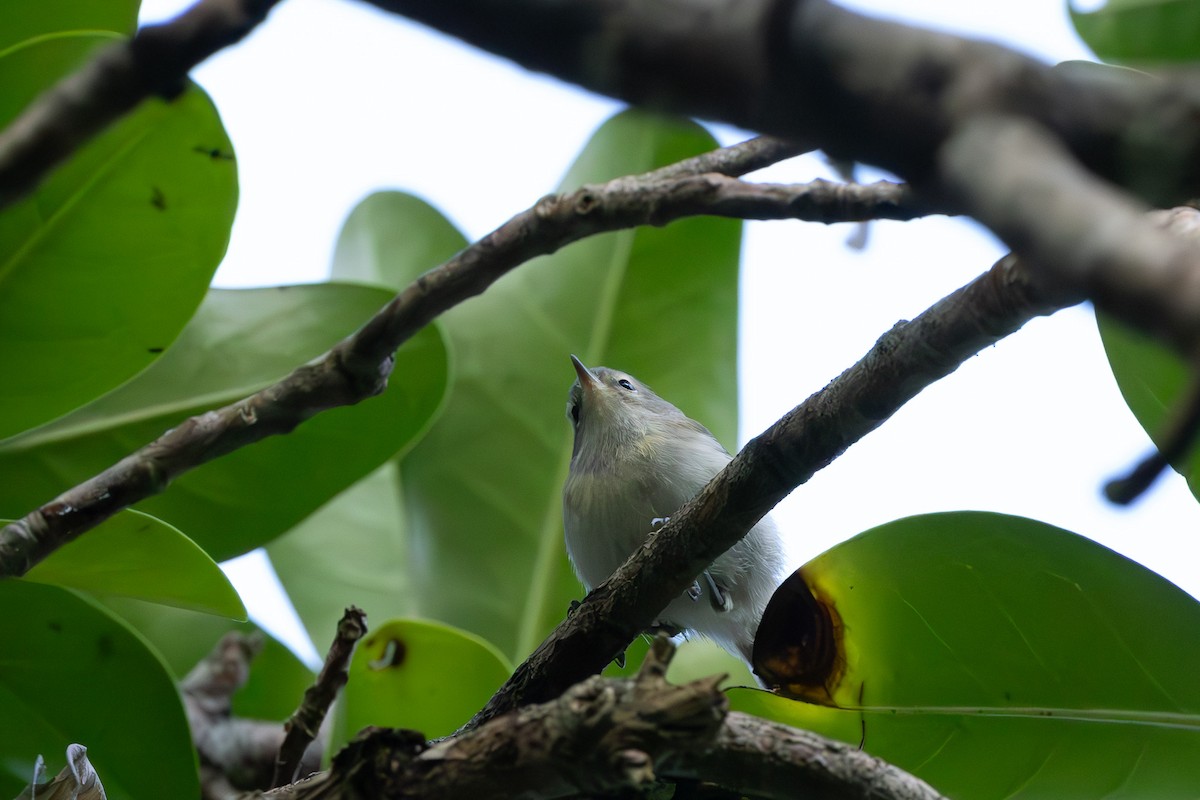 Chatham Islands Gerygone - ML615519723