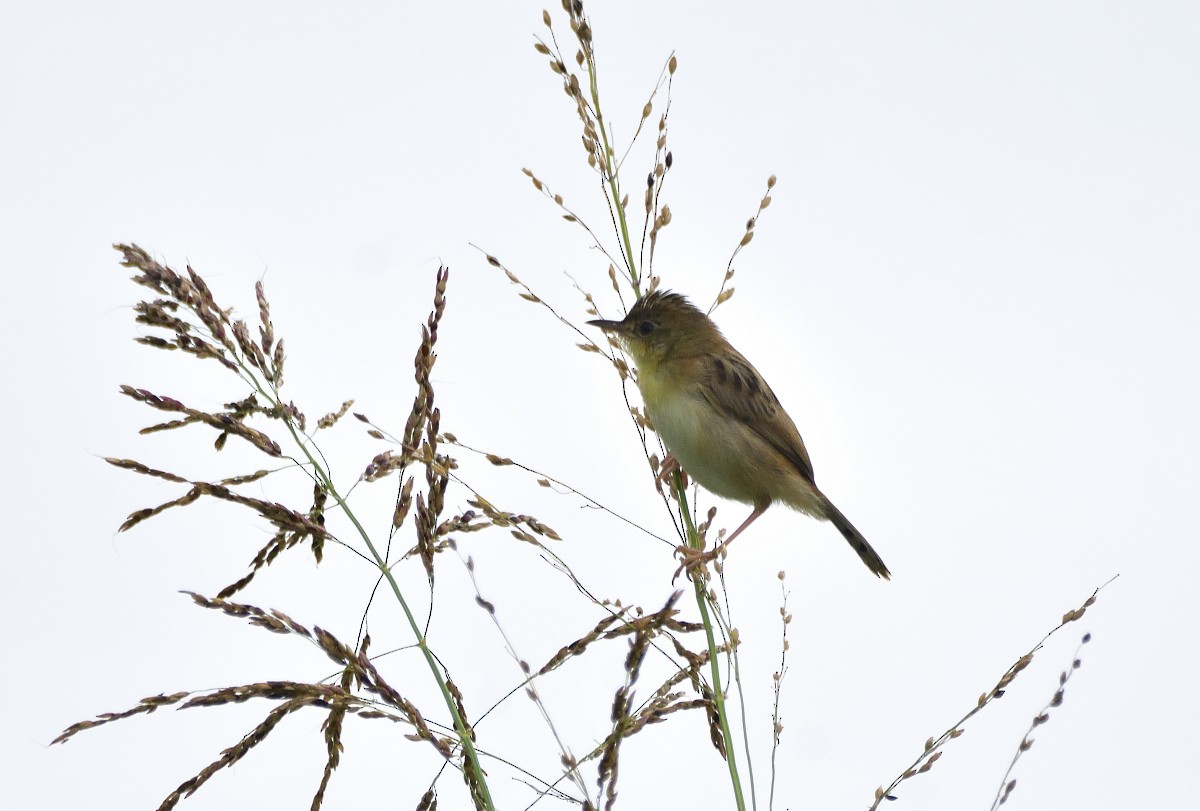 Golden-headed Cisticola - ML615519734