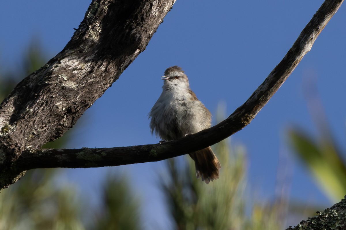 Chatham Island Gerygone - ML615519740