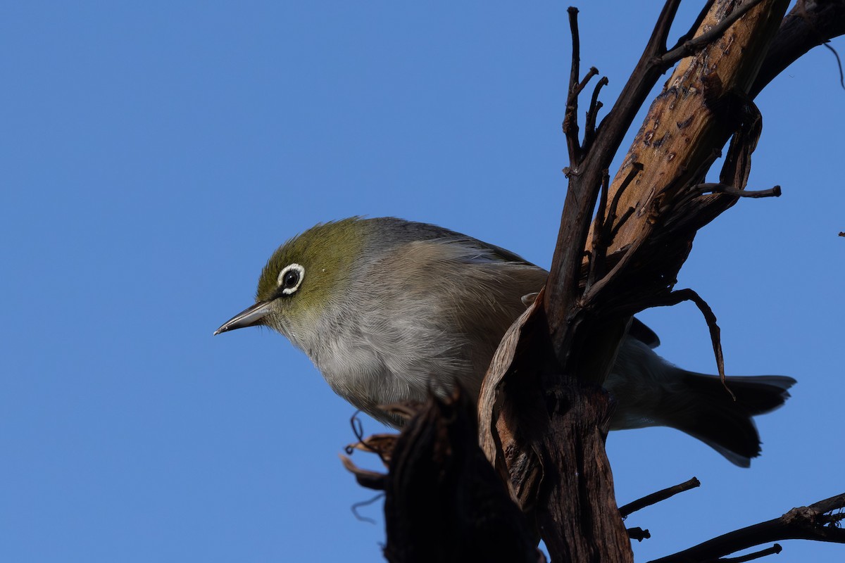 Silvereye - ML615519759