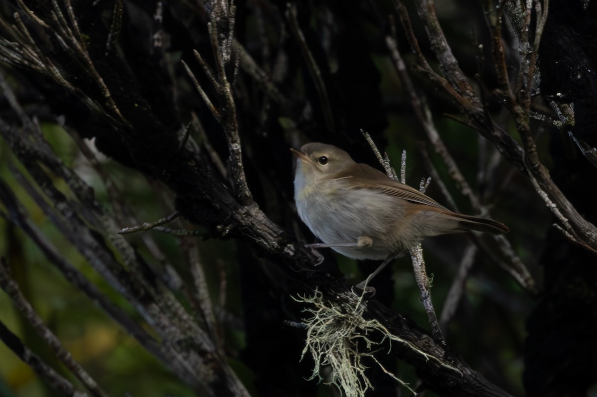 Chatham Island Gerygone - ML615519771