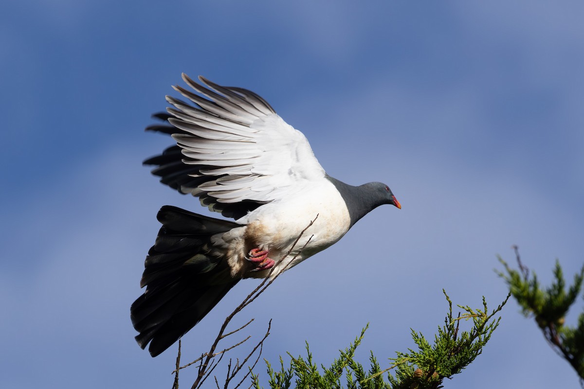 Chatham Island Pigeon - Jodi Webber