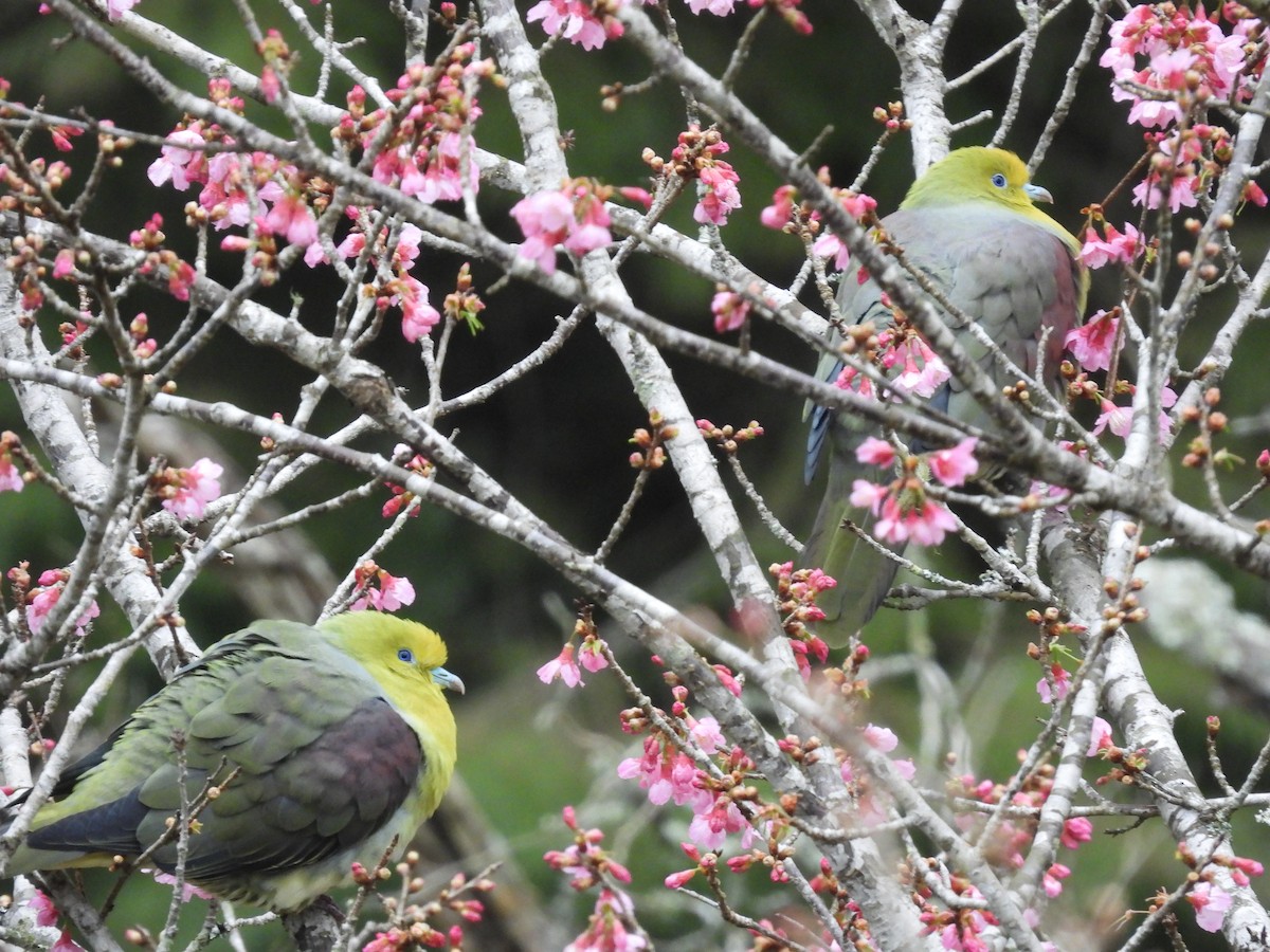 White-bellied Green-Pigeon - ML615519794
