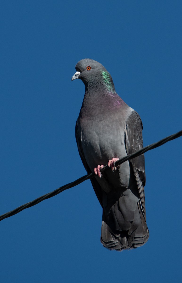 Pigeon biset (forme domestique) - ML615519805