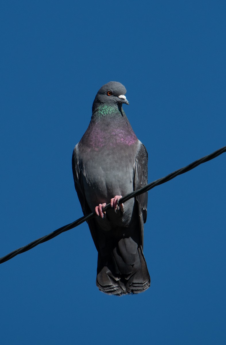 Rock Pigeon (Feral Pigeon) - ML615519806