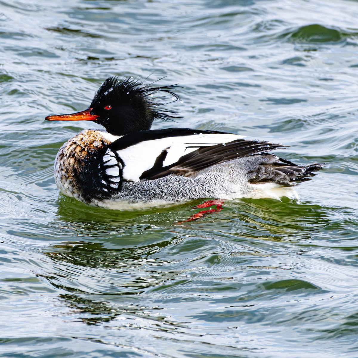 Red-breasted Merganser - ML615519832