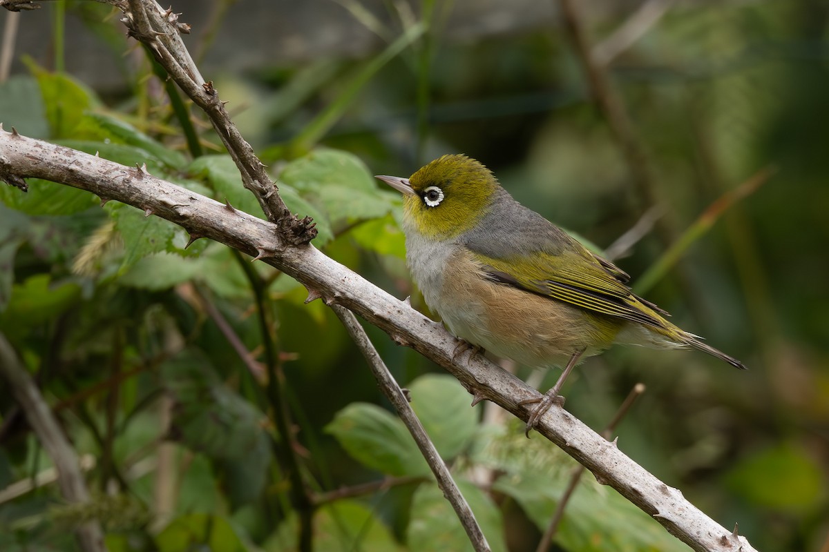 Silvereye - ML615519850