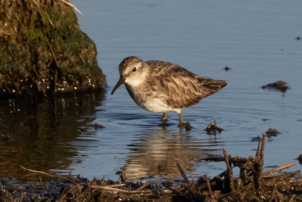 Least Sandpiper - ML615519856