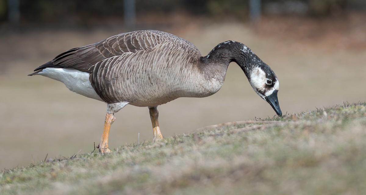 Swan Goose x Canada Goose (hybrid) - ML615519865