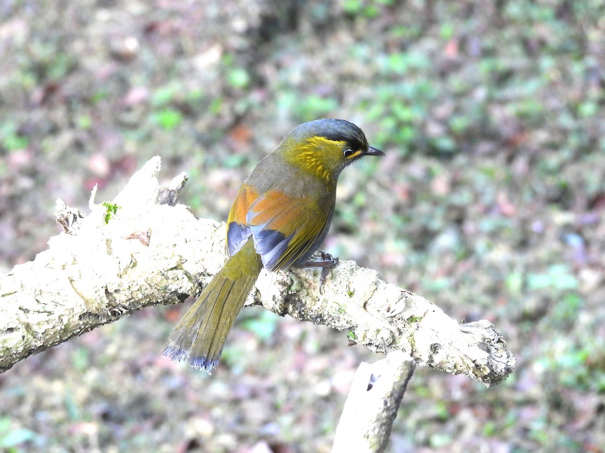 Steere's Liocichla - ML615519878