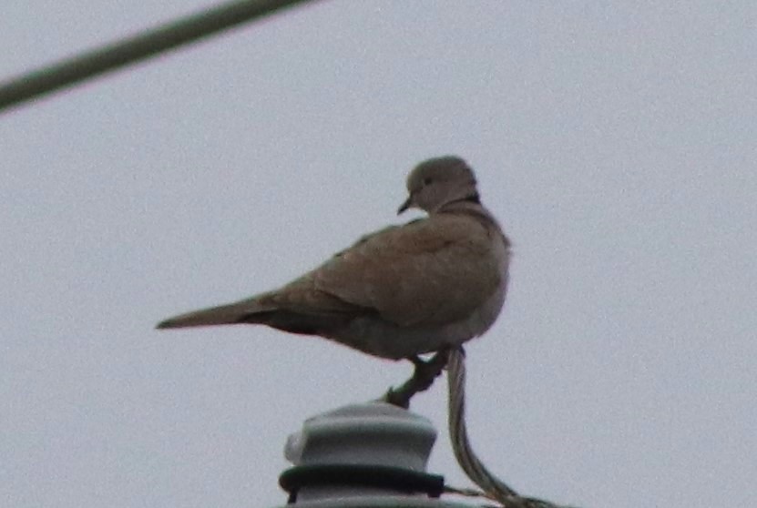 Eurasian Collared-Dove - ML615519898