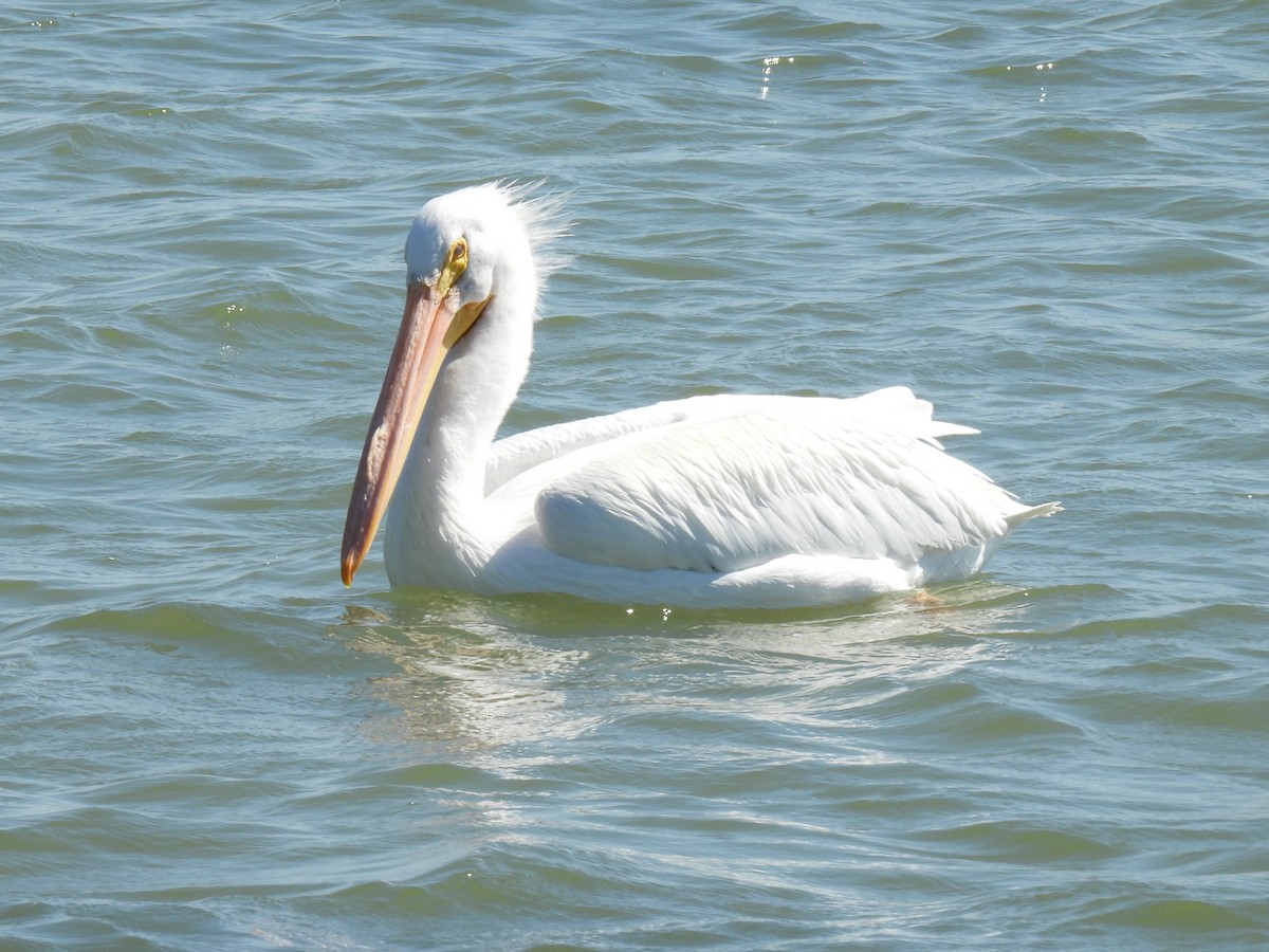 pelikán severoamerický - ML615519971