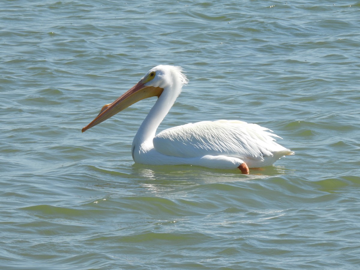 pelikán severoamerický - ML615519972