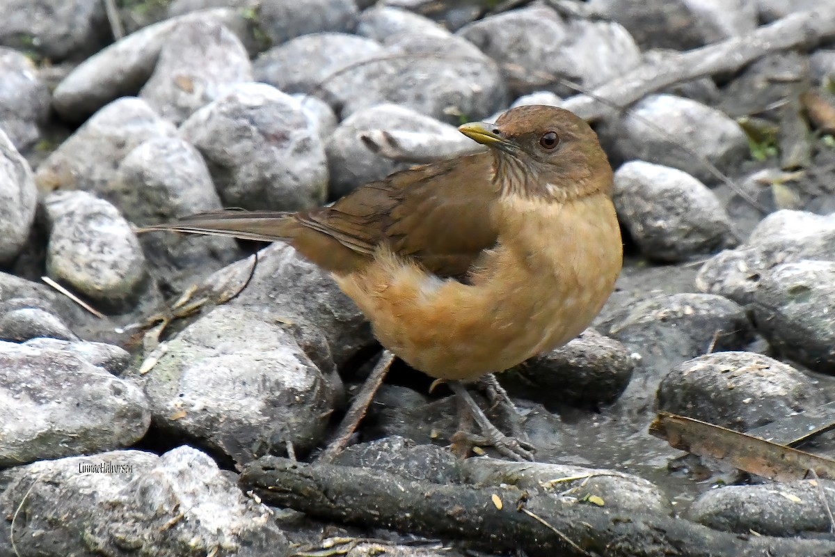 Clay-colored Thrush - ML615519995