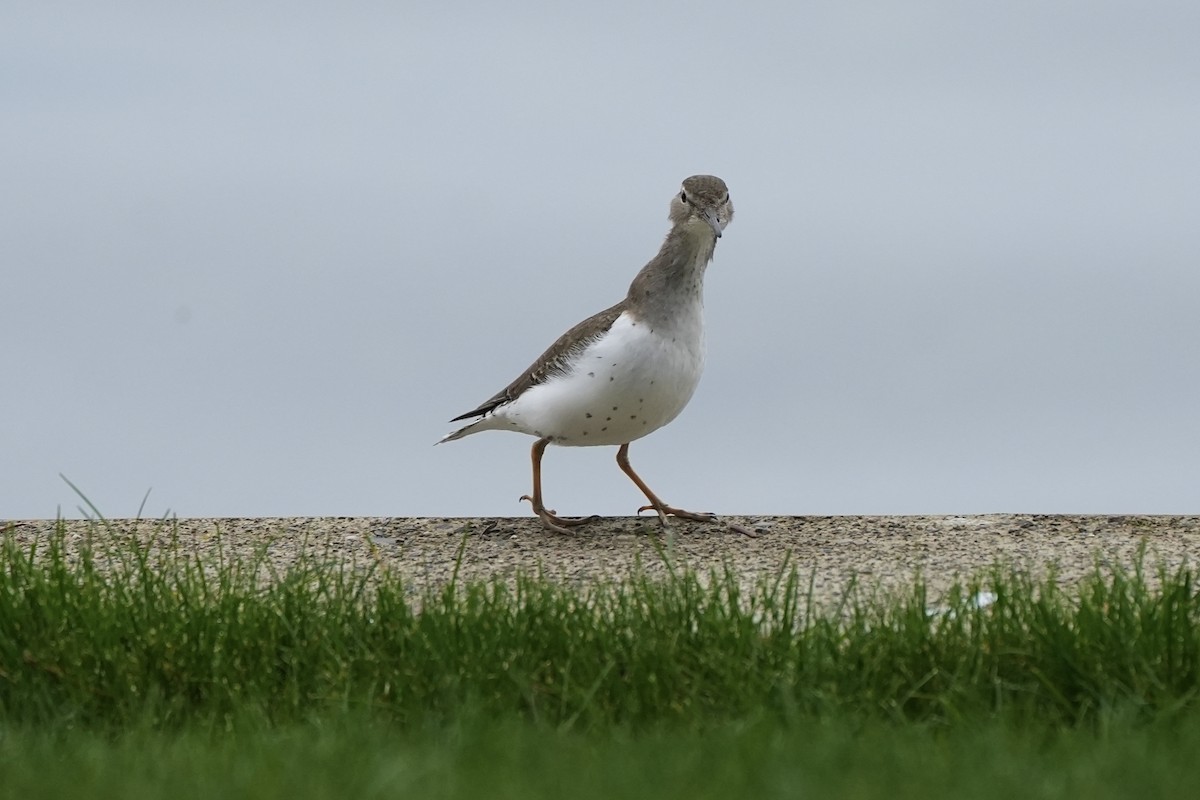 Spotted Sandpiper - Joe RouLaine