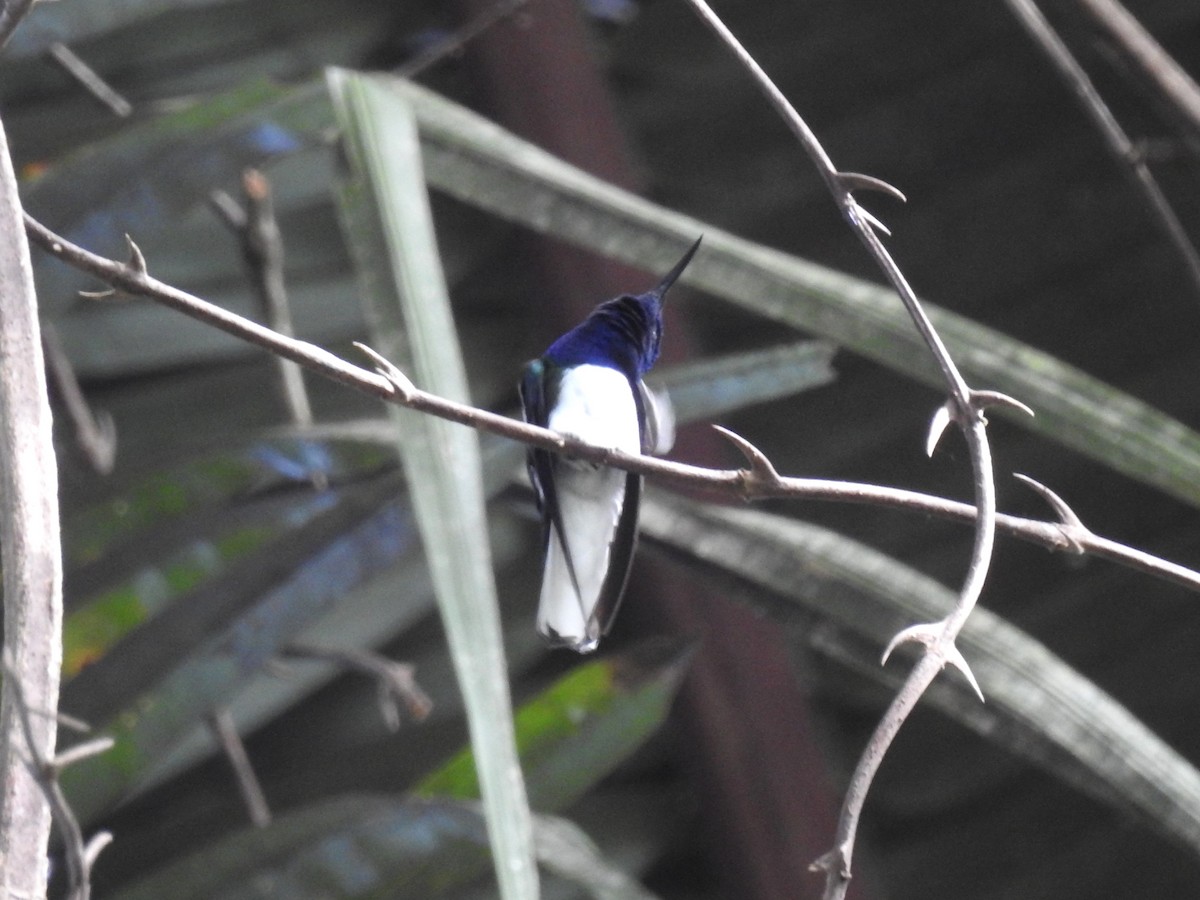 White-necked Jacobin - ML615520018