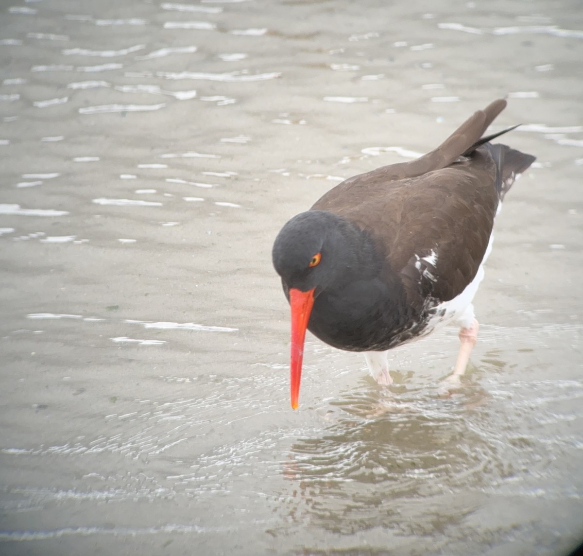 American/Black Oystercatcher - Matt Brady