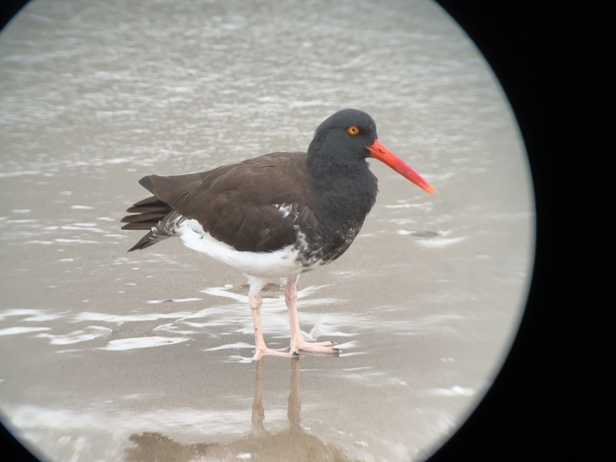 American/Black Oystercatcher - Matt Brady