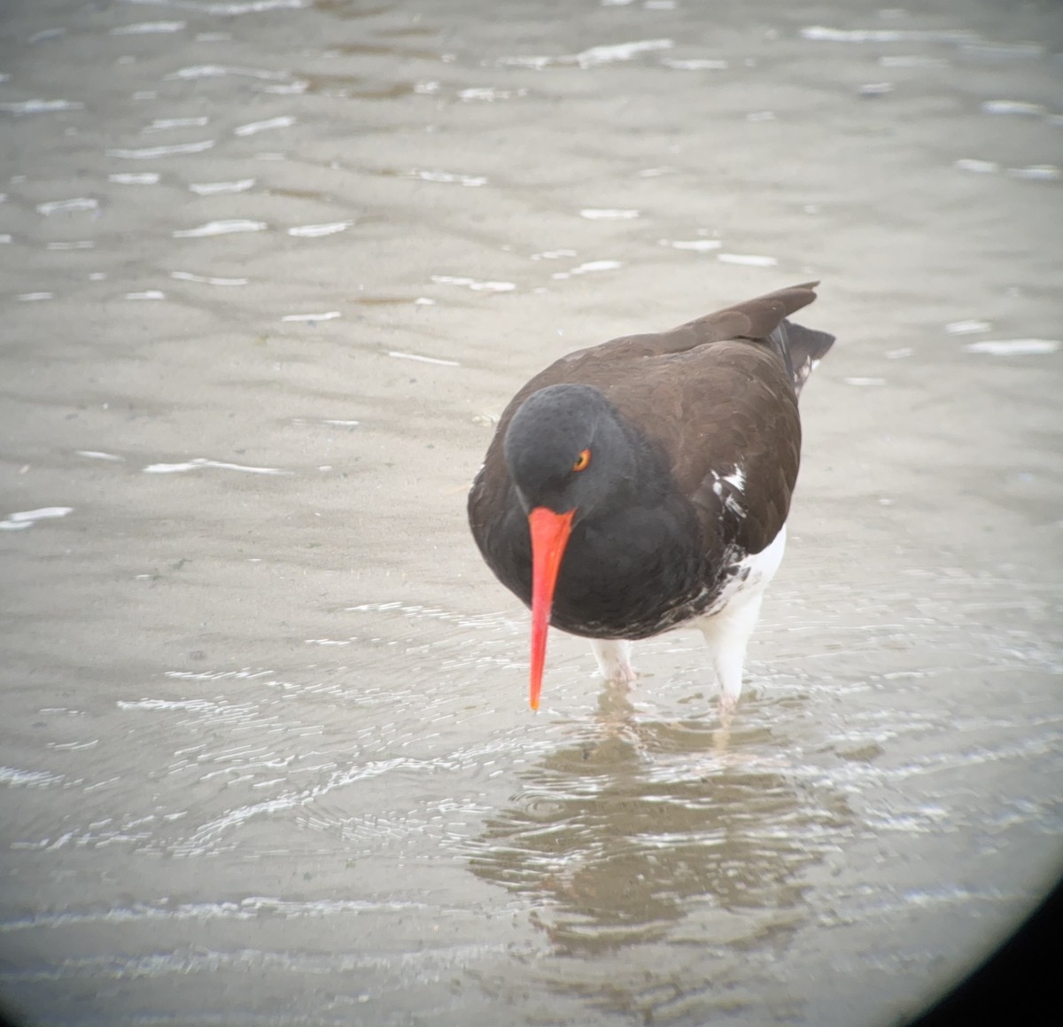 American/Black Oystercatcher - Matt Brady