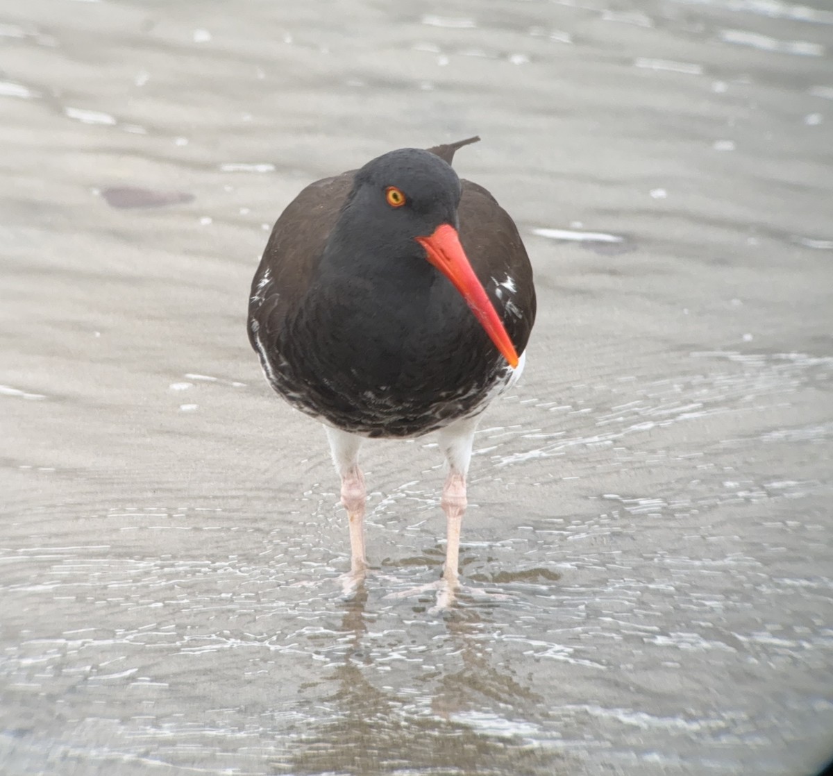 American/Black Oystercatcher - Matt Brady