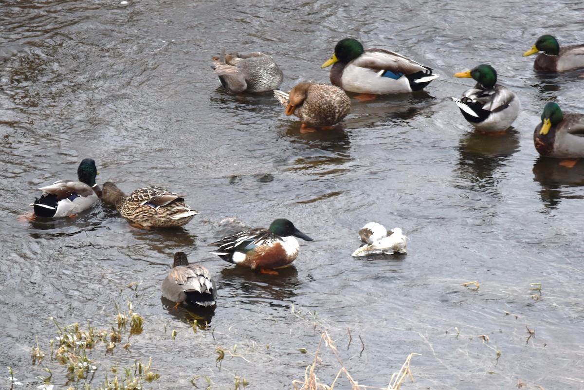 Northern Shoveler - ML615520087