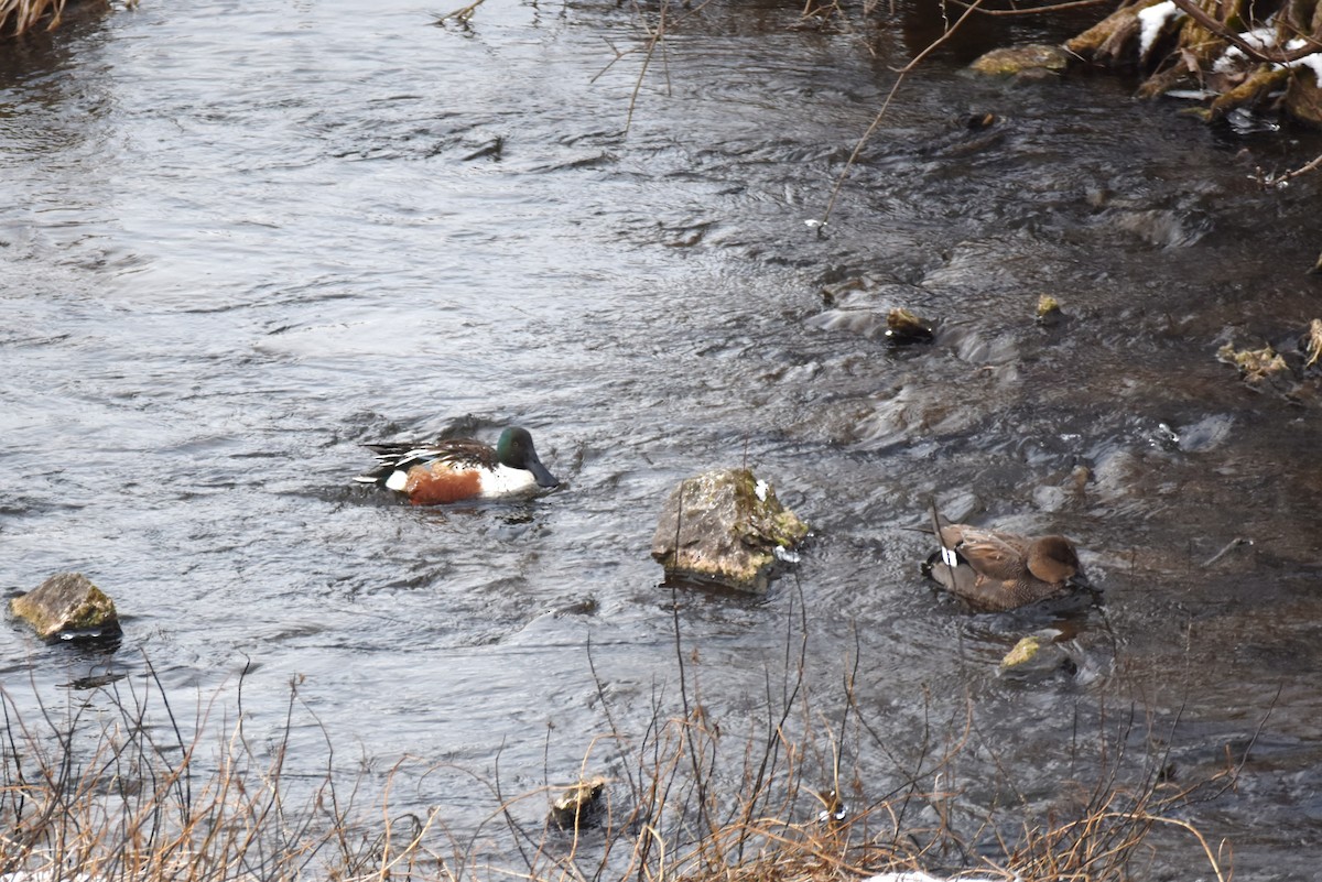 Gadwall - ML615520101